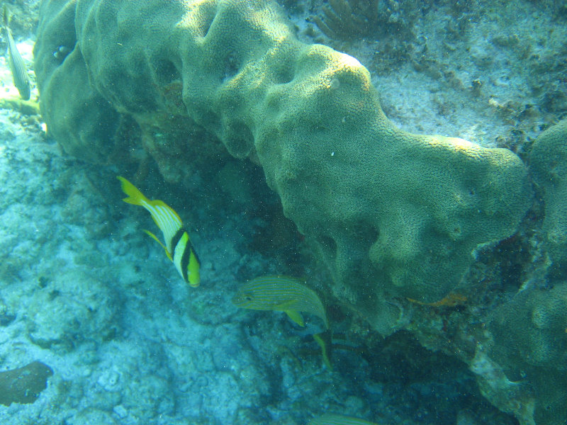 John-Pennekamp-Coral-Reef-Park-Snorkeling-Tour-204