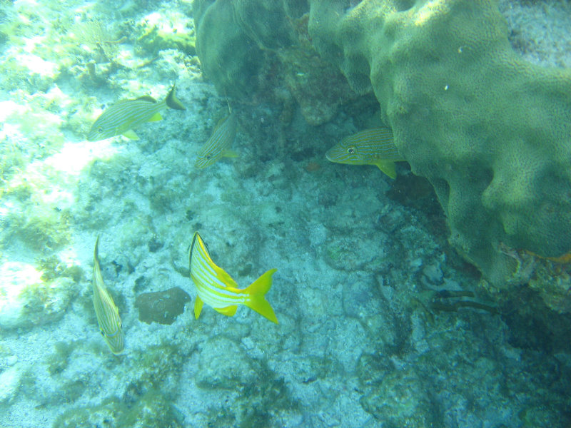 John-Pennekamp-Coral-Reef-Park-Snorkeling-Tour-205