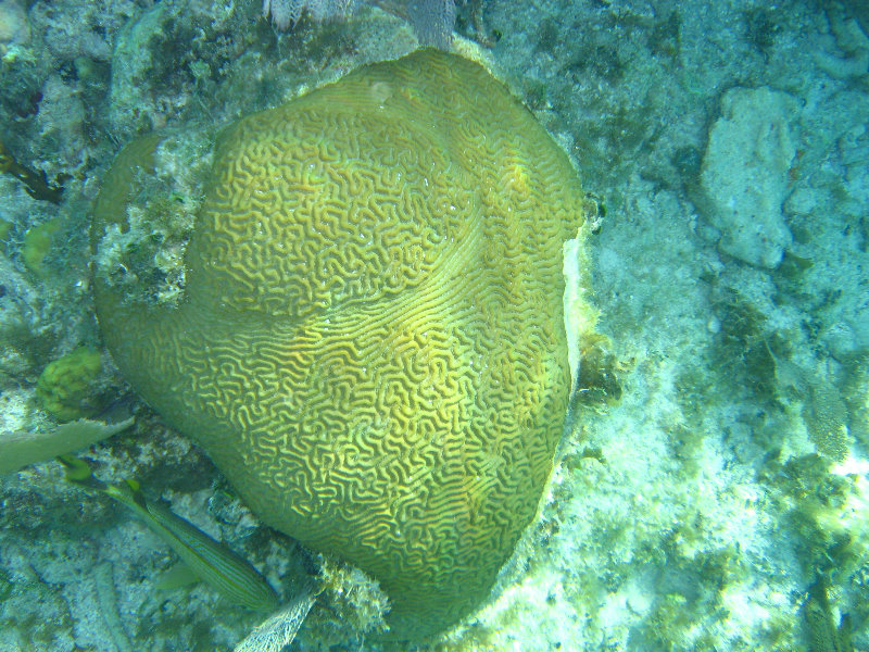 John-Pennekamp-Coral-Reef-Park-Snorkeling-Tour-206