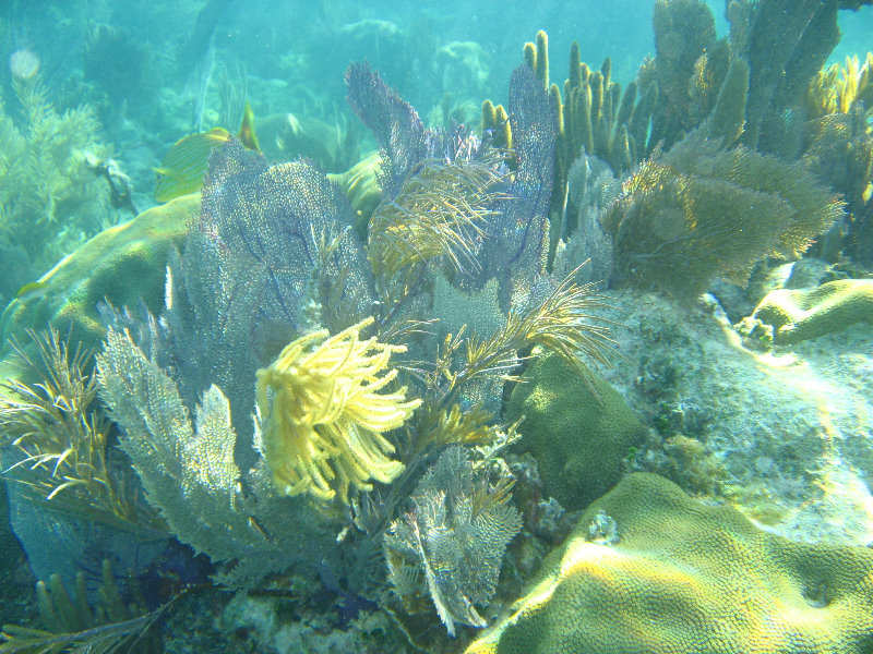 John-Pennekamp-Coral-Reef-Park-Snorkeling-Tour-207