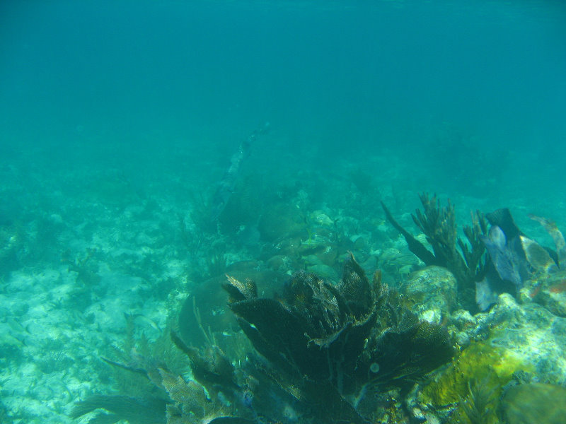 John-Pennekamp-Coral-Reef-Park-Snorkeling-Tour-210