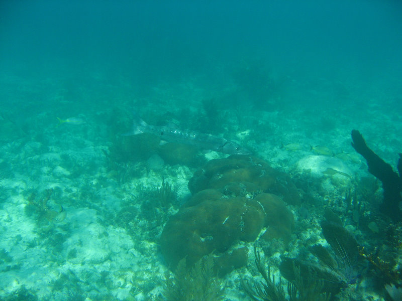 John-Pennekamp-Coral-Reef-Park-Snorkeling-Tour-213