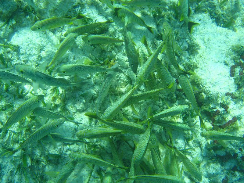 John-Pennekamp-Coral-Reef-Park-Snorkeling-Tour-216