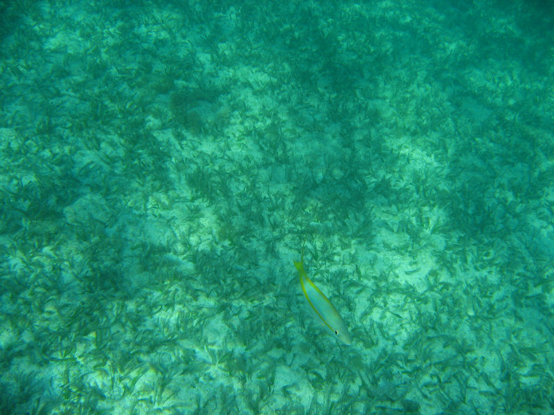 John-Pennekamp-Coral-Reef-Park-Snorkeling-Tour-219