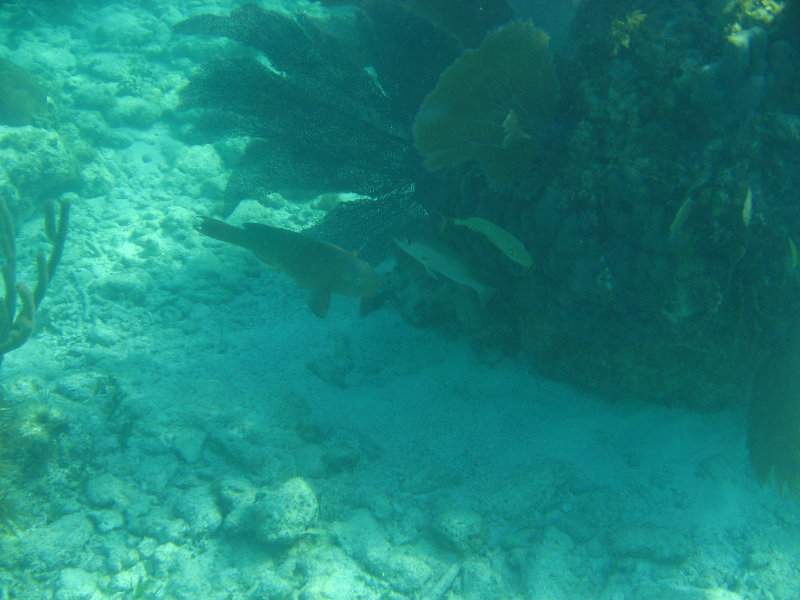 John-Pennekamp-Coral-Reef-Park-Snorkeling-Tour-220