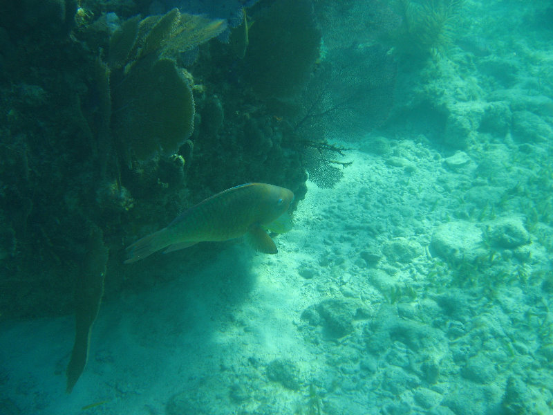 John-Pennekamp-Coral-Reef-Park-Snorkeling-Tour-222