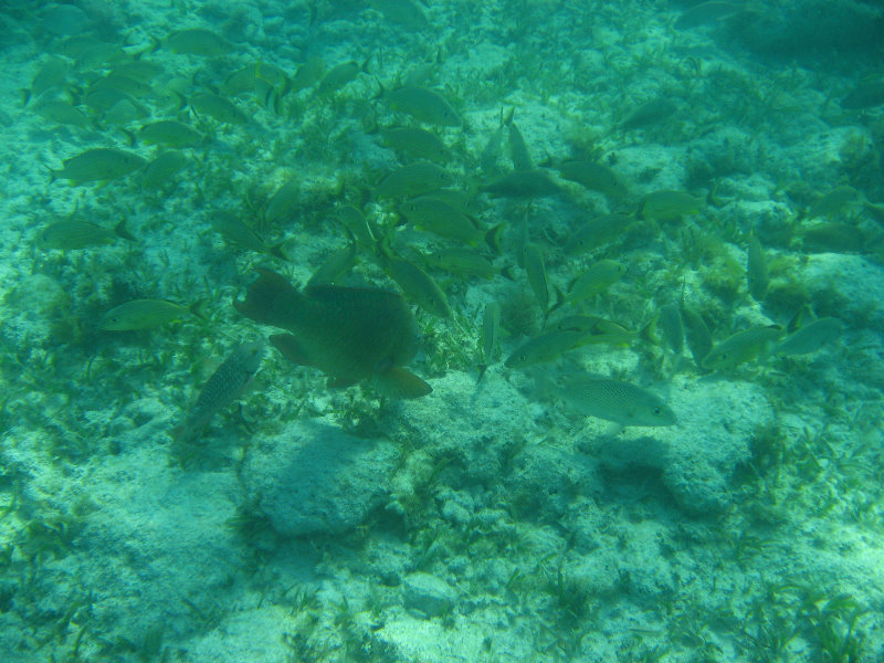 John-Pennekamp-Coral-Reef-Park-Snorkeling-Tour-223