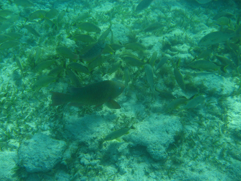 John-Pennekamp-Coral-Reef-Park-Snorkeling-Tour-224