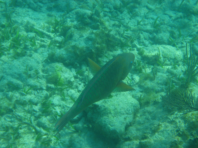 John-Pennekamp-Coral-Reef-Park-Snorkeling-Tour-226