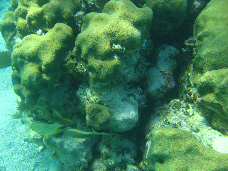 John-Pennekamp-Coral-Reef-Park-Snorkeling-Tour-227