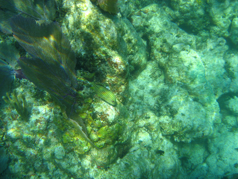 John-Pennekamp-Coral-Reef-Park-Snorkeling-Tour-231