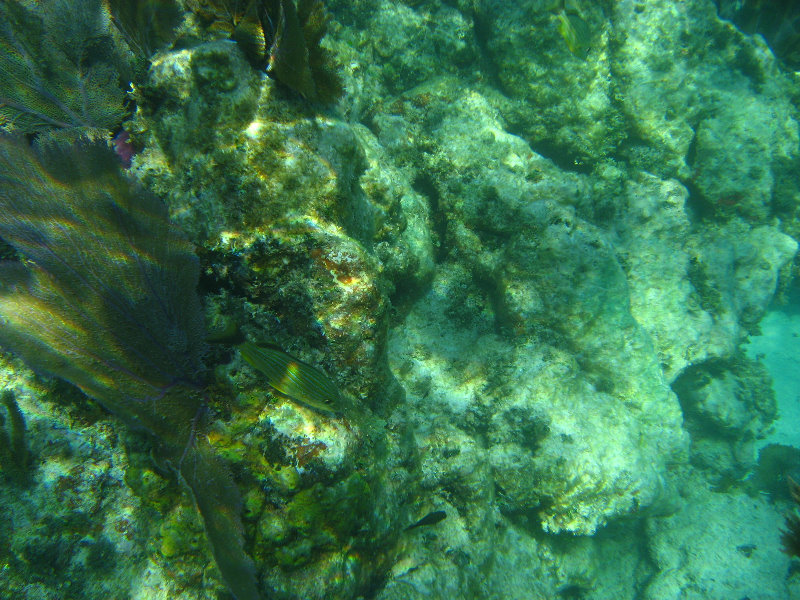 John-Pennekamp-Coral-Reef-Park-Snorkeling-Tour-232