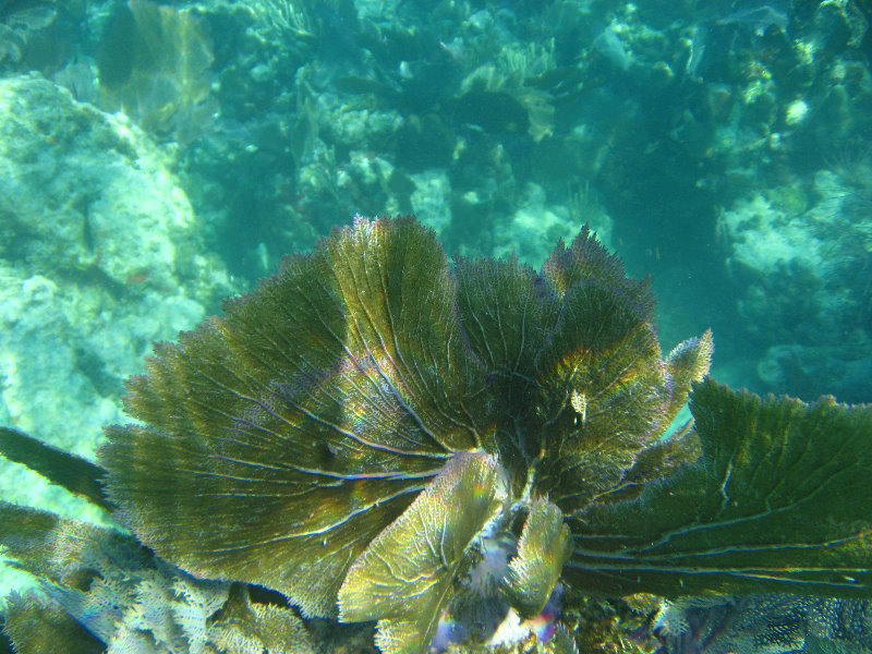 John-Pennekamp-Coral-Reef-Park-Snorkeling-Tour-233