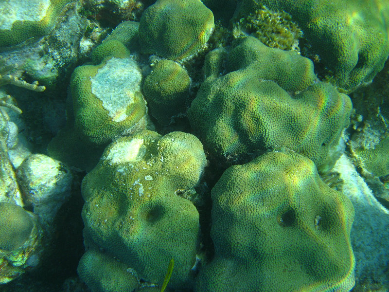 John-Pennekamp-Coral-Reef-Park-Snorkeling-Tour-234