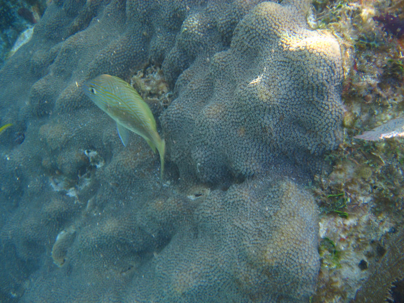 John-Pennekamp-Coral-Reef-Park-Snorkeling-Tour-239