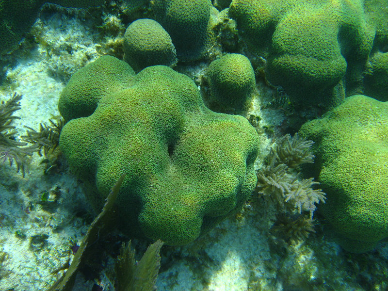 John-Pennekamp-Coral-Reef-Park-Snorkeling-Tour-243