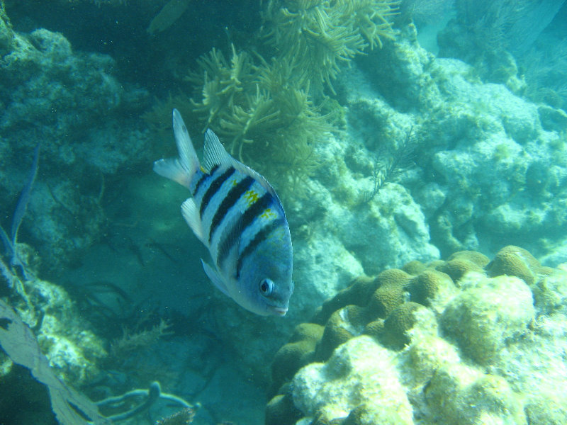 John-Pennekamp-Coral-Reef-Park-Snorkeling-Tour-246