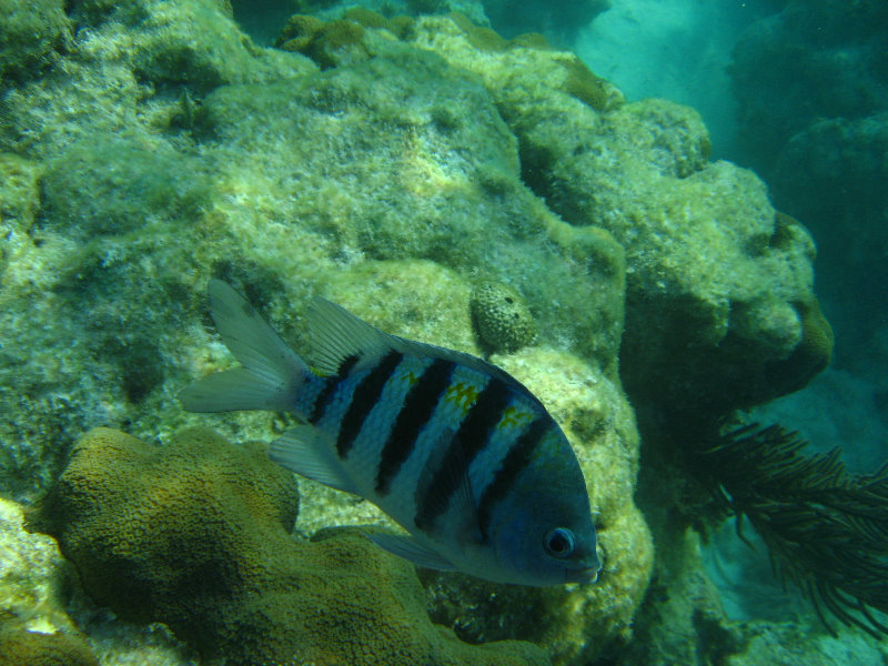 John-Pennekamp-Coral-Reef-Park-Snorkeling-Tour-247