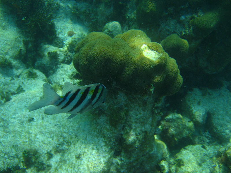 John-Pennekamp-Coral-Reef-Park-Snorkeling-Tour-248