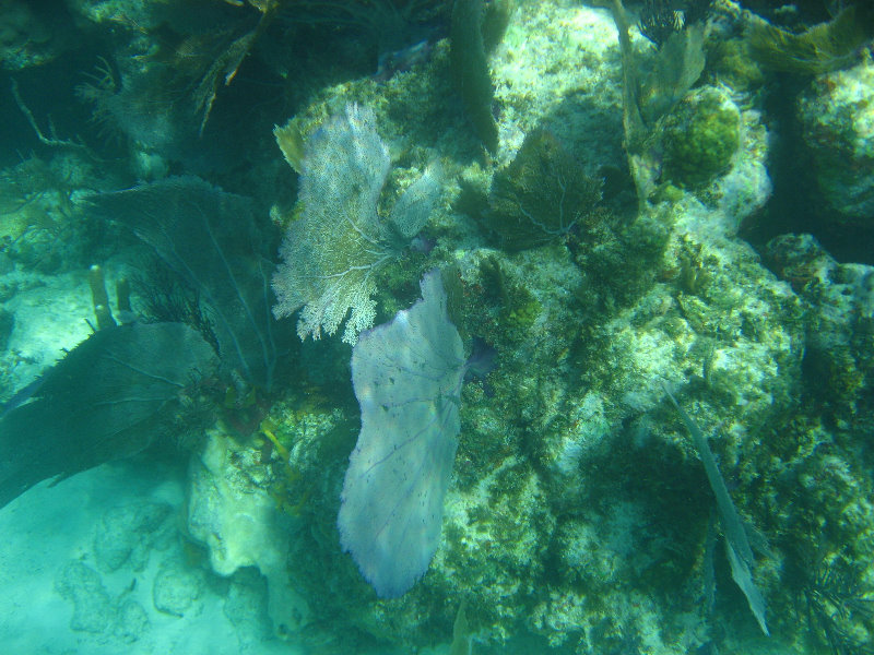 John-Pennekamp-Coral-Reef-Park-Snorkeling-Tour-253