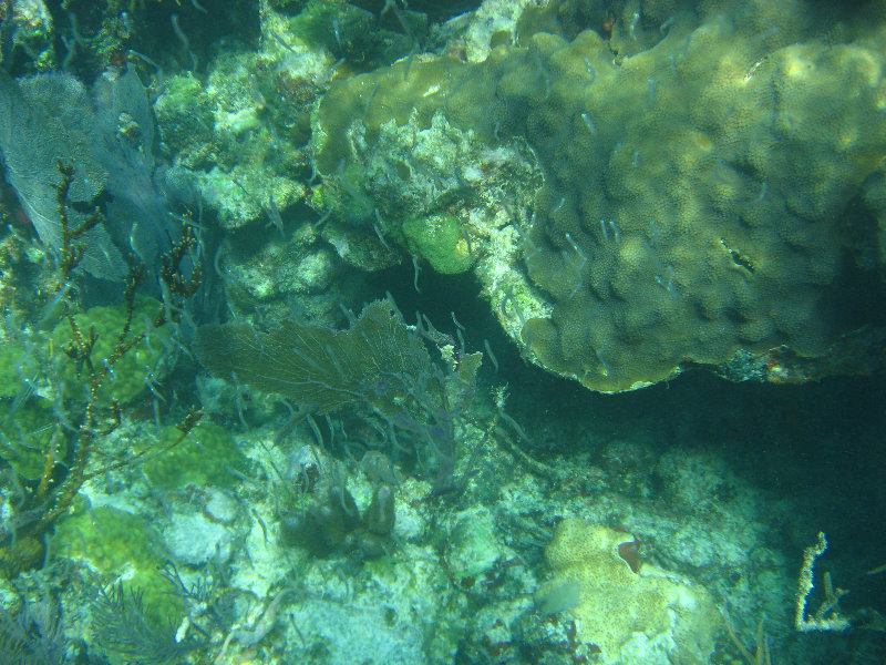 John-Pennekamp-Coral-Reef-Park-Snorkeling-Tour-256