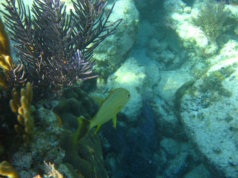 John-Pennekamp-Coral-Reef-Park-Snorkeling-Tour-257