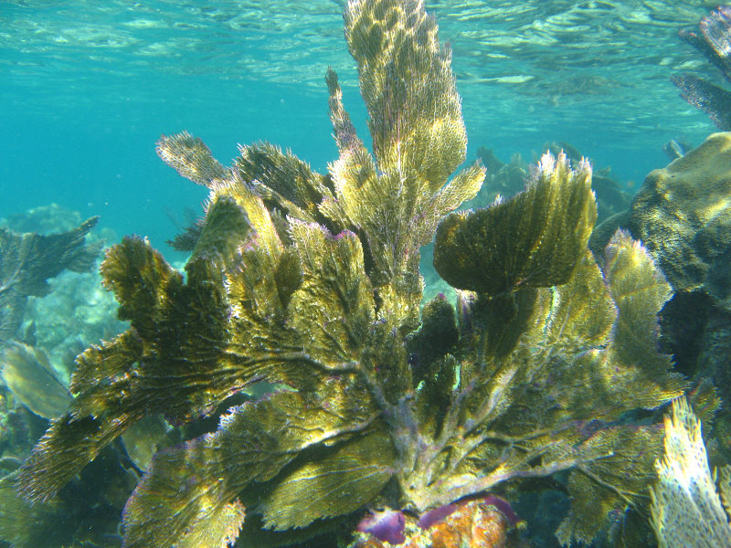 John-Pennekamp-Coral-Reef-Park-Snorkeling-Tour-260