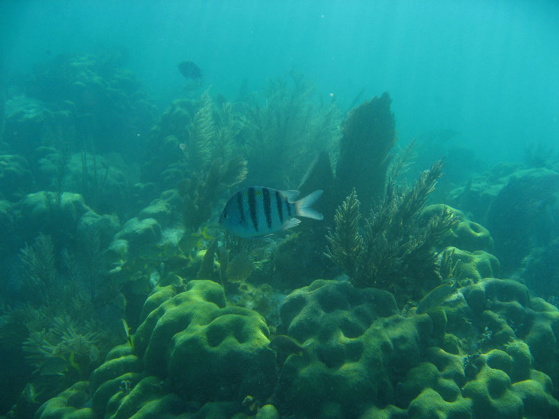 John-Pennekamp-Coral-Reef-Park-Snorkeling-Tour-261