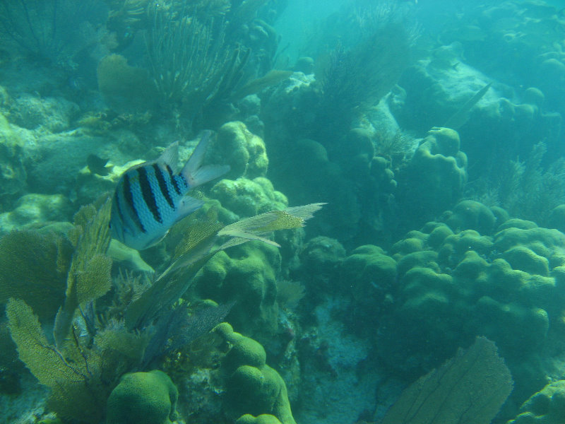 John-Pennekamp-Coral-Reef-Park-Snorkeling-Tour-264