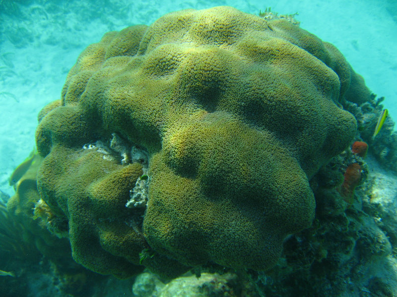 John-Pennekamp-Coral-Reef-Park-Snorkeling-Tour-273