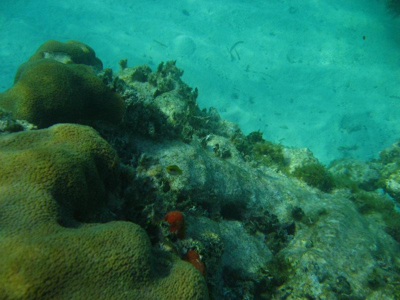 John-Pennekamp-Coral-Reef-Park-Snorkeling-Tour-274