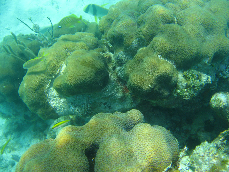 John-Pennekamp-Coral-Reef-Park-Snorkeling-Tour-276