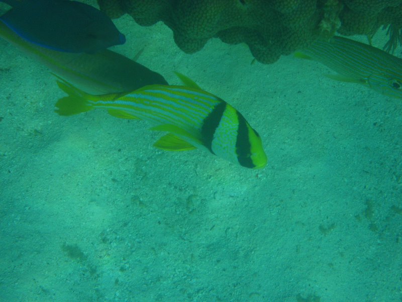 John-Pennekamp-Coral-Reef-Park-Snorkeling-Tour-278