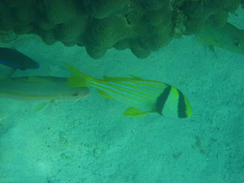 John-Pennekamp-Coral-Reef-Park-Snorkeling-Tour-279