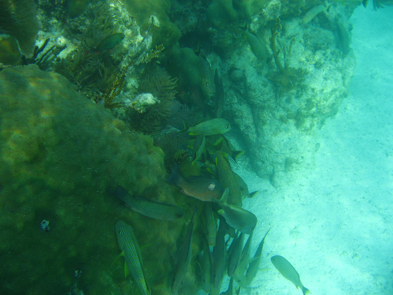 John-Pennekamp-Coral-Reef-Park-Snorkeling-Tour-282