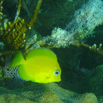 John Pennekamp Snorkeling Tour - Key Largo, FL