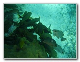 John-Pennekamp-Coral-Reef-Park-Snorkeling-Tour-001