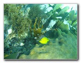 John-Pennekamp-Coral-Reef-Park-Snorkeling-Tour-002