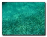 John-Pennekamp-Coral-Reef-Park-Snorkeling-Tour-004