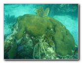 John-Pennekamp-Coral-Reef-Park-Snorkeling-Tour-010