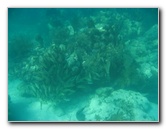 John-Pennekamp-Coral-Reef-Park-Snorkeling-Tour-011