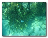 John-Pennekamp-Coral-Reef-Park-Snorkeling-Tour-013