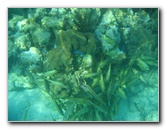 John-Pennekamp-Coral-Reef-Park-Snorkeling-Tour-015