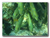 John-Pennekamp-Coral-Reef-Park-Snorkeling-Tour-018