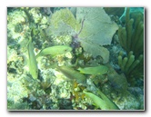 John-Pennekamp-Coral-Reef-Park-Snorkeling-Tour-020