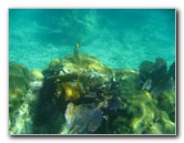 John-Pennekamp-Coral-Reef-Park-Snorkeling-Tour-022