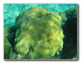 John-Pennekamp-Coral-Reef-Park-Snorkeling-Tour-024