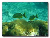 John-Pennekamp-Coral-Reef-Park-Snorkeling-Tour-025