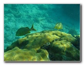 John-Pennekamp-Coral-Reef-Park-Snorkeling-Tour-026