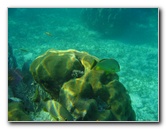 John-Pennekamp-Coral-Reef-Park-Snorkeling-Tour-031